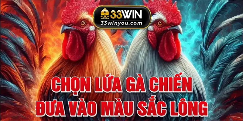 Chọn lựa gà chiến dựa vào màu sắc lông 