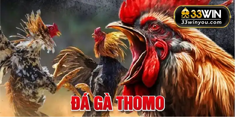 Đá gà Thomo