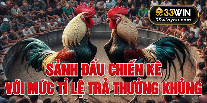 Sảnh đấu chiến kê với mức tỷ lệ trả thưởng khủng 